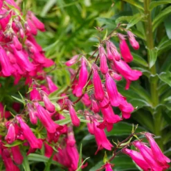 Bartfaden 'Andenken an Friedrich Hahn' - Fuchsia-Blüten bis Juli