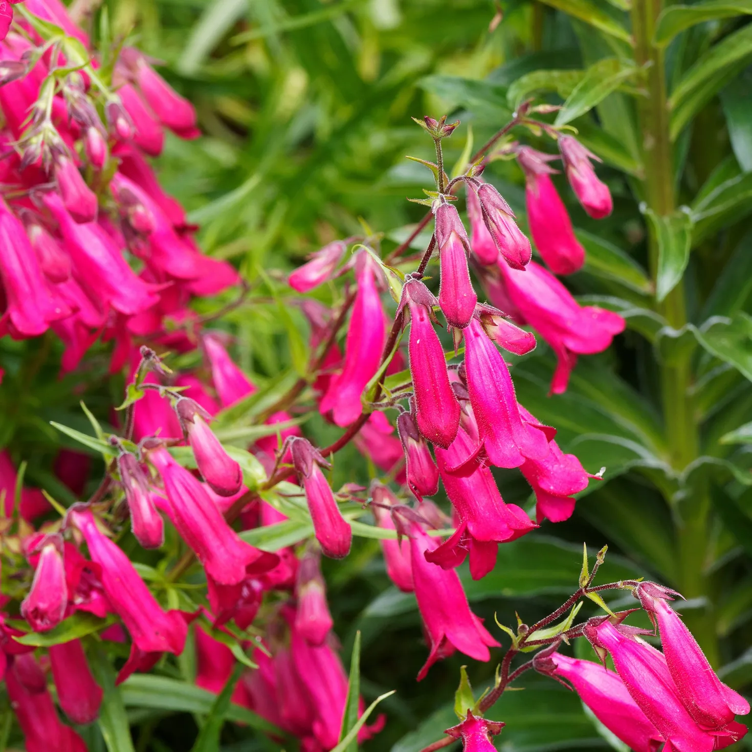 Bartfaden 'Andenken an Friedrich Hahn' - Fuchsia-Blüten bis Juli