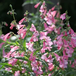 Bartfaden Apple Blossom - Zarte Blüten den ganzen Sommer