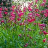 Bartfaden 'Schoenholzeri' - Fuchsia-Blüten den ganzen Sommer
