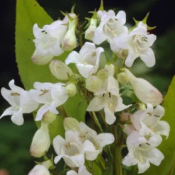 Bartfaden ‘White Bedder’ - Reinweiße Blüten den Sommer lang