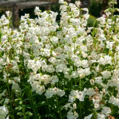 Bartfaden ‘White Bedder’ - Reinweiße Blüten den Sommer lang