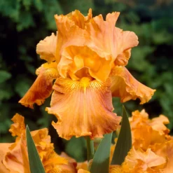 Bartiris ‘Depth of Field’ (x2) - Warmes Orange im Beet