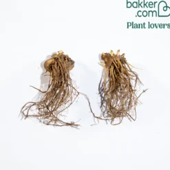 Bartiris ‘Depth of Field’ (x2) - Warmes Orange im Beet