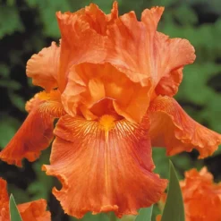 Bartiris Mischung (x6) - Farbenfrische in Mai und Juni