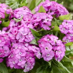 Bartnelke ‘Barbarini Pink’ - Kompakt, farbstark, pflegeleicht