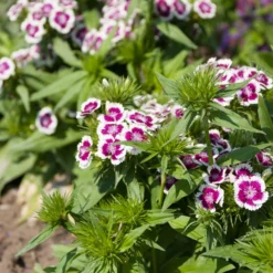 Bartnelke 'Barbarini Purple Picotee' - Zweifarbig und duftend