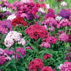 Bartnelke Mischung - Bunte Blüten den ganzen Sommer