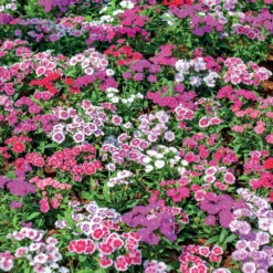 Bartnelke Mischung - Bunte Blüten den ganzen Sommer