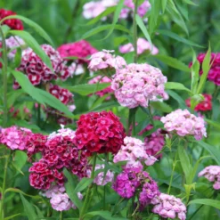 Bartnelke Mischung - Bunte Blüten den ganzen Sommer