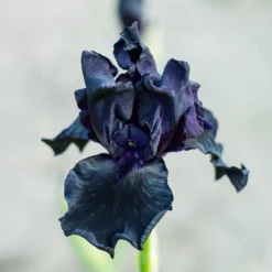Bart-Schwertlilie ‘Study in Black’ (x2) - Fast schwarze Blüten im Beet