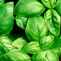 Basilikum ‘Grand Vert’ - Frisches Aroma sofort