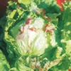 Bataviasalat ‘Blonde à bord rouge’ - Knackig ernten, bunt genießen