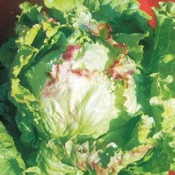 Bataviasalat ‘Blonde à bord rouge’ - Knackig ernten, bunt genießen