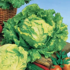 Bataviasalat ‘Dorée de printemps’ - Knackiger Salat vom Beet