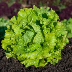 Bataviasalat ‘Dorée de printemps’ - Knackiger Salat vom Beet
