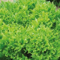 Bataviasalat ‘Eazyleaf Skilton’ - Ernten ohne Wartezeit