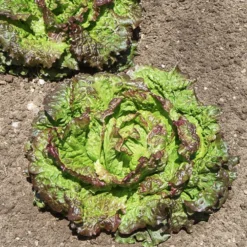 Batavia-Salat-Kollektion (x3) - Knackiger Salat den ganzen Sommer