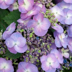 Bauernhortensie Blueberry Cheesecake - Farbwechsel wie im Traum