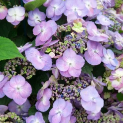 Bauernhortensie Blueberry Cheesecake - Farbwechsel wie im Traum
