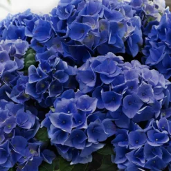 Bauernhortensie 'Blue Boogie Woogie' - Blau oder Rosa, Sie entscheiden