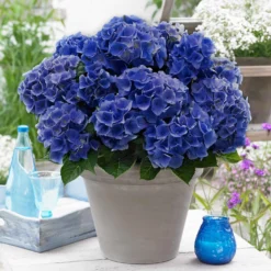 Bauernhortensie 'Blue Boogie Woogie' - Blau oder Rosa, Sie entscheiden