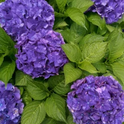 Bauernhortensie 'Deep Purple Dance' - Sattes Violett im Garten