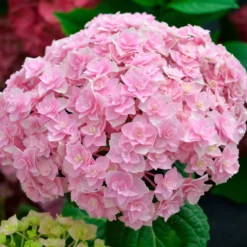 Bauernhortensie 'Doppio Nuvola' - Gefüllte Blüten wie Wolken