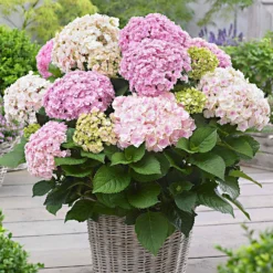 Bauernhortensie 'Doppio Nuvola' - Gefüllte Blüten wie Wolken