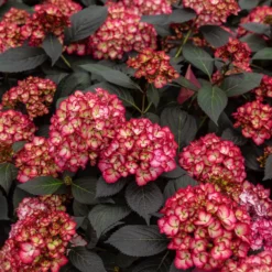 Bauernhortensie 'Eclipse'® 'Bailmacseven' - Dunkles Laub, rote Blüten
