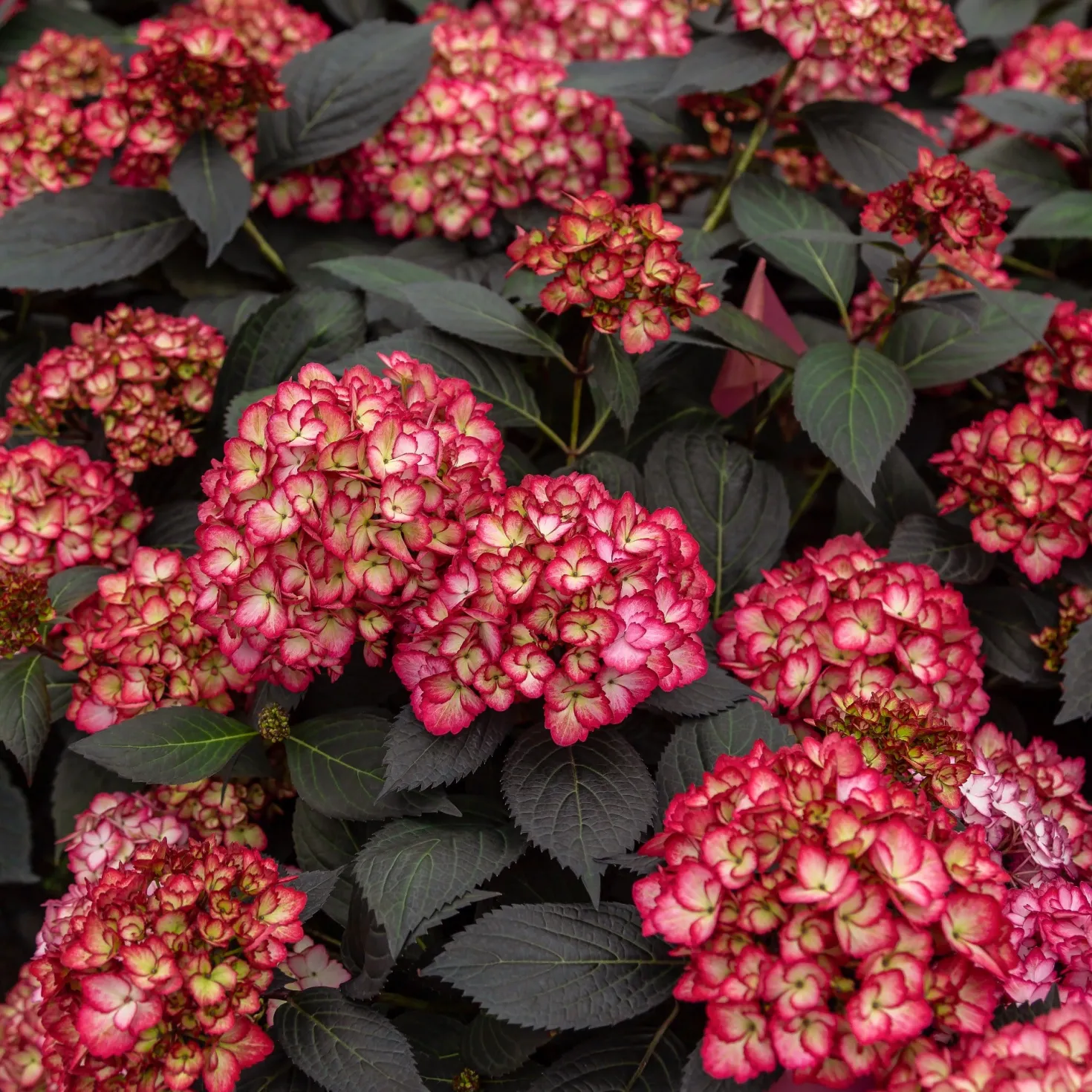 Bauernhortensie 'Eclipse'® 'Bailmacseven' - Dunkles Laub, rote Blüten