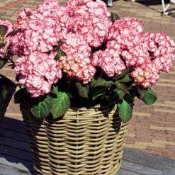 Bauernhortensie 'Miss Saori'® - Zweifarbige Blüten, sofort da