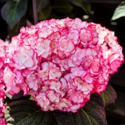 Bauernhortensie 'Miss Saori'® - Zweifarbige Blüten, sofort da