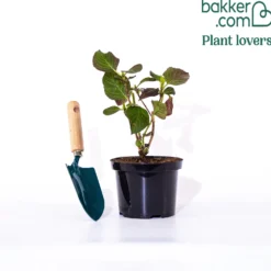 Bauernhortensie 'Miss Saori'® - Zweifarbige Blüten, sofort da