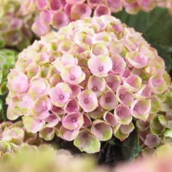 Bauernhortensie 'Revolution Pink' - Rosa Blüten den ganzen Sommer