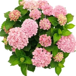 Bauernhortensie 'Revolution Pink' - Rosa Blüten den ganzen Sommer