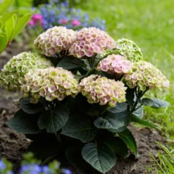 Bauernhortensie 'Revolution Pink' - Rosa Blüten den ganzen Sommer