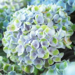 Bauernhortensie 'Revolution Blue' - Kräftig blaue Blüten