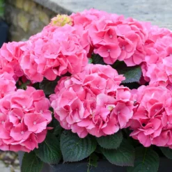 Bauernhortensie 'Rosita' - Rosa Blütenpracht ganz leicht