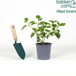 Bauernhortensie Saxon ® - Leuchtend Pink, ganz einfach
