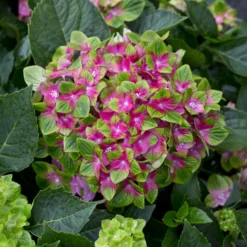 Bauernhortensie Saxon ® - Leuchtend Pink, ganz einfach