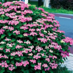 Bauernhortensie Selina - Zwei Farben, ein Strauch