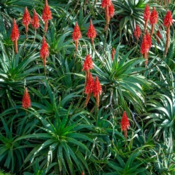 Baum-Aloe - Skulptur fürs Fensterbrett