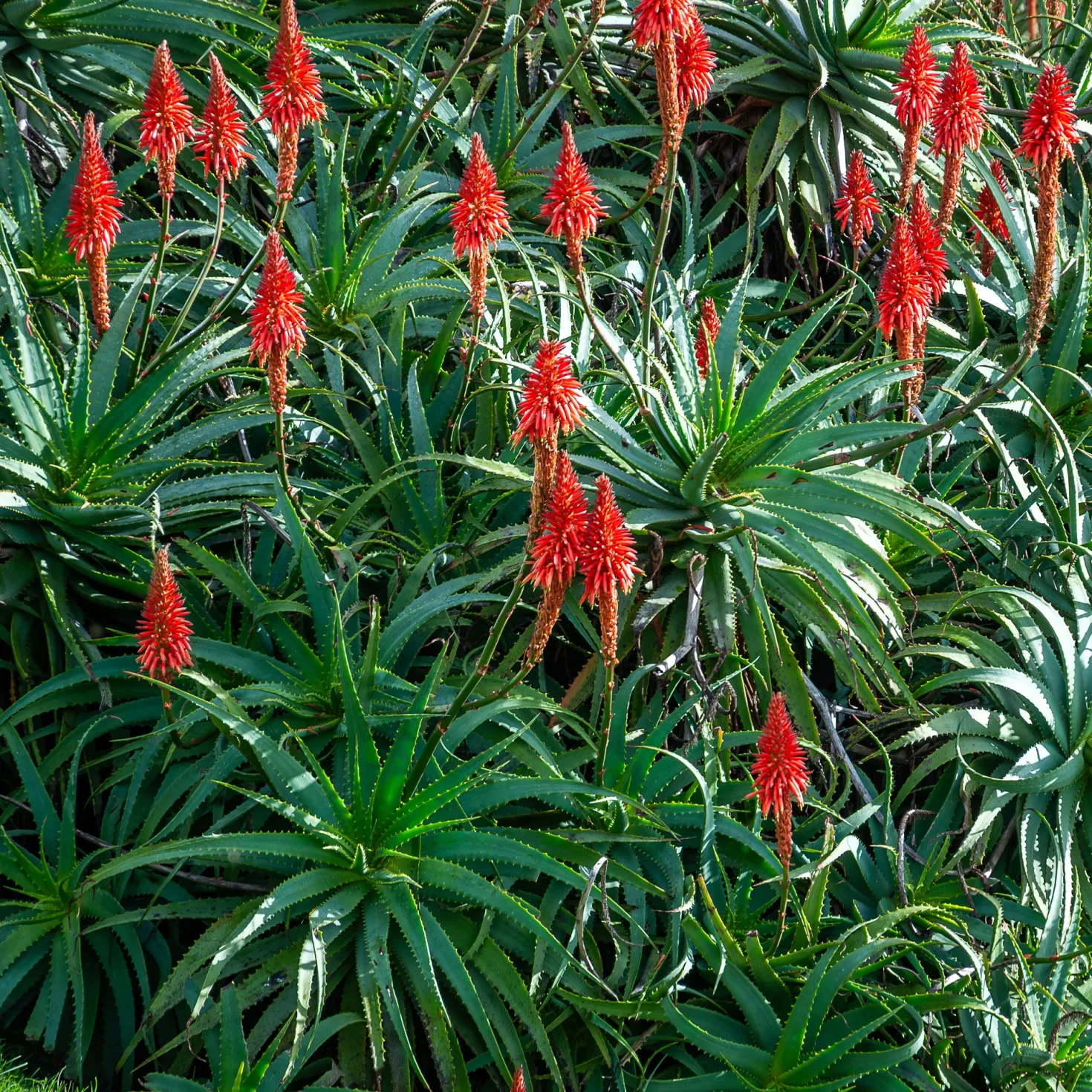 Baum-Aloe - Skulptur fürs Fensterbrett