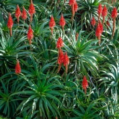 Baum-Aloe - Skulptur fürs Fensterbrett
