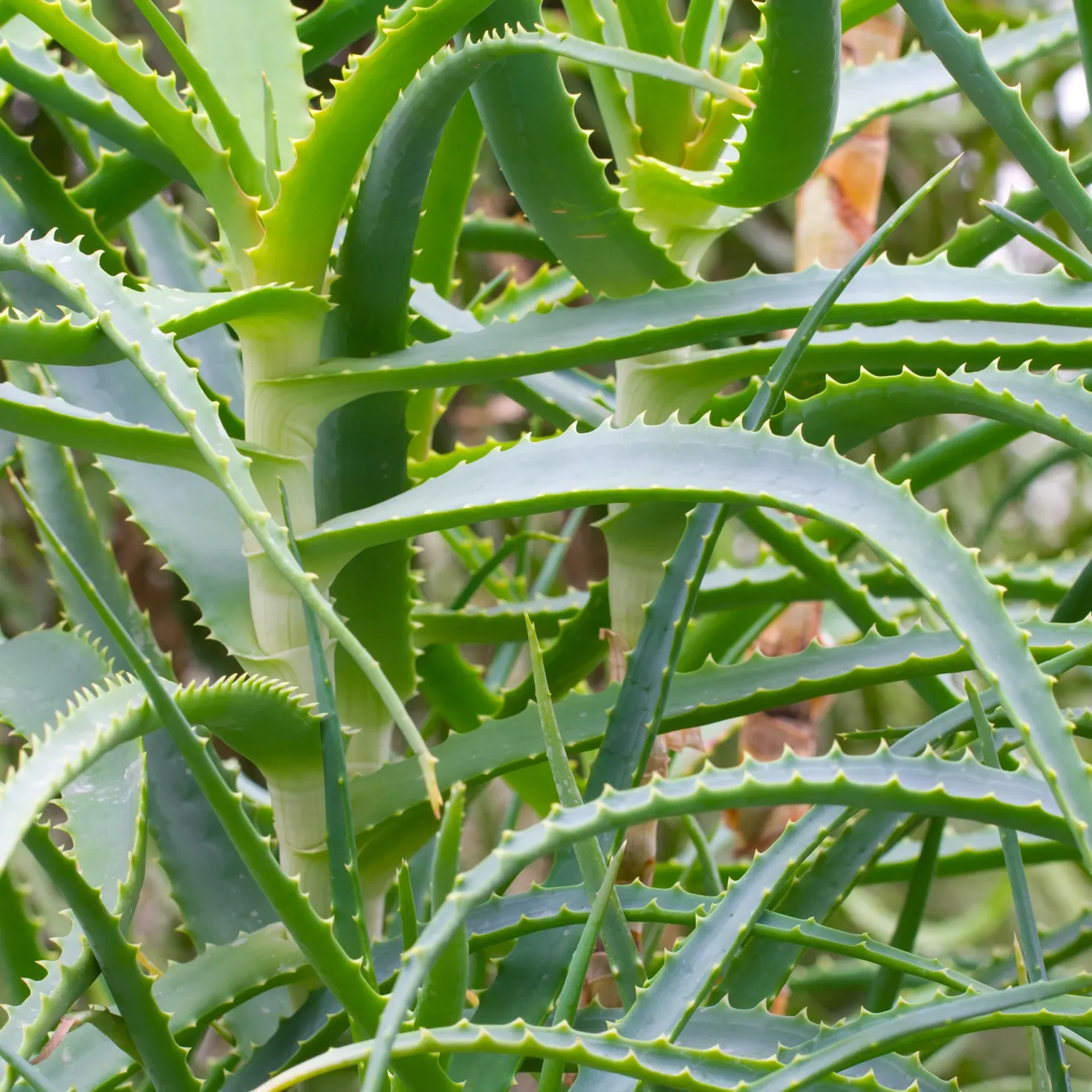 Baum-Aloe - Skulptur fürs Fensterbrett
