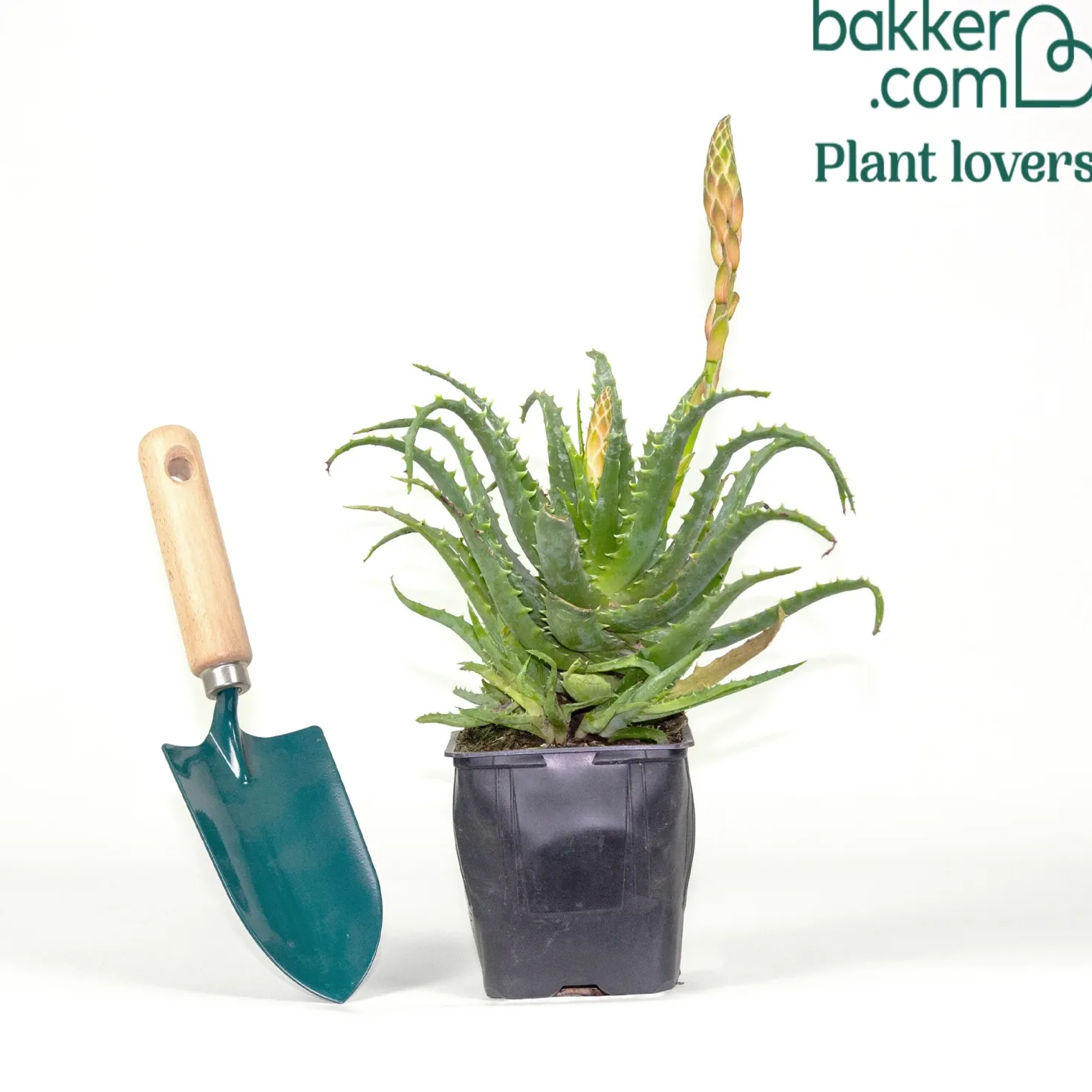 Baum-Aloe - Skulptur fürs Fensterbrett