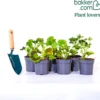 Beetgeranien (rot, weiß, Dark Lilac) (x6) - Sofort Farbe am Balkon