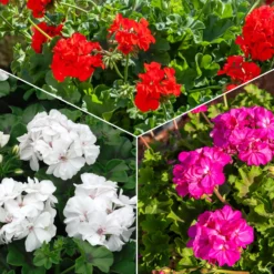 Beetgeranien (rot, weiß, Dark Lilac) (x6) - Sofort Farbe am Balkon