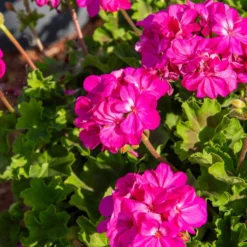Beetgeranien (rot, weiß, Dark Lilac) (x6) - Sofort Farbe am Balkon